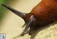 Gewöhnliche Wegschnecke (Spanish Slug, Arion vulgaris)