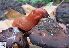 Gewöhnliche Wegschnecke (Spanish Slug, Arion vulgaris)