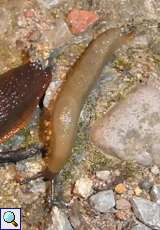 Hellbraune Wegschnecke (Dusky Arion, Arion subfuscus)