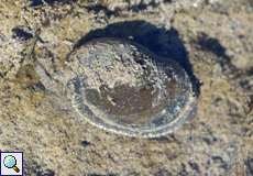 Ohrschlammschnecke (Big Ear Radix, Radix auricularia)