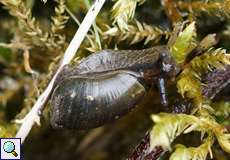 Schlanke Bernsteinschnecke (Pfeiffer's Amber Snail, Oxyloma elegans)