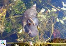 Spitzschlammschnecke (Great Pond Snail, Lymnaea stagnalis)