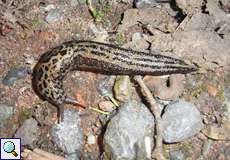 Tigerschnegel (Leopard Slug, Limax maximus)