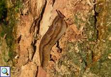 Wald-Wegschnecke (Frest Arion, Arion silvaticus)