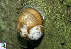 Weinbergschnecke (Burgundy Snail, Helix pomatia)