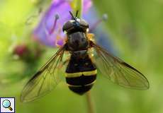 Breitband-Waldschwebfliege (Dasysyrphus tricinctus)