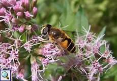 Garten-Keilfleckschwebfliege (Eristalis lineata)