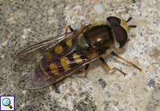 Gemeine Feldschwebfliege (Eupeodes corollae)