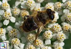 Weibliche Gemeine Keilfleckschwebfliege (Tapered Drone Fly, Eristalis pertinax)