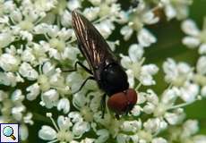 Gemeine Smaragdschwebfliege (Chrysogaster solstitialis)