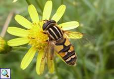 Gemeine Sumpfschwebfliege (Helophilus pendulus)