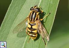 Gemeine Sumpfschwebfliege (Helophilus pendulus)