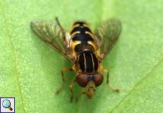 Gestreifte Nasenschwebfliege (Anasimyia lineata)