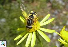 Große Sumpfschwebfliege (European Hoverfly, Helophilus trivittatus)