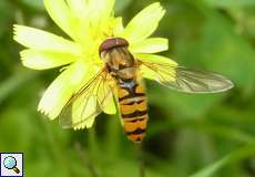 Hainschwebfliege (Marmalade Hoverfly, Episyrphus balteatus)