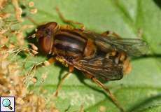 Helle Teichrandschwebfliege (Parhelophilus frutetorum)