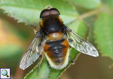 Hummel-Keilfleckschwebfliege (Eristalis intricaria)