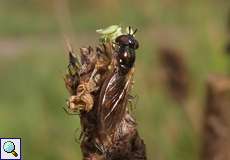 Matte Schwarzkopfschwebfliege (Melanostoma scalare)