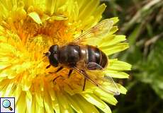 Männliche Mistbiene (European Hoverfly, Eristalis tenax)