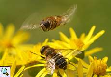 Mittlere Keilfleckschwebfliege (Eristalis interrupta)