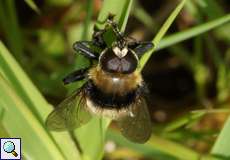 Narzissenschwebfliege (Narcissus Bulb Fly, Merodon equestris)