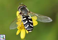 Späte Großstirnschwebfliege (Scaeva pyrastri)