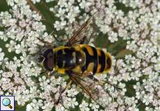 Männliche Totenkopfschwebfliege (Myathropa florea)