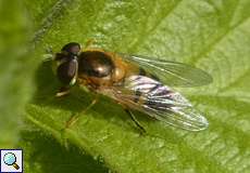 Weibliche Zweiband-Wiesenschwebfliege (Epistrophe eligans)