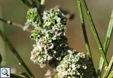 Galle von Aceria genistae