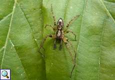 Anyphaena accentuata, Männchen