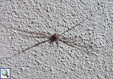 Dicranopalpus ramosus