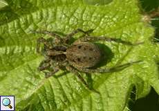 Dunkle Wolfspinne (Wolf Spider, Pardosa amentata), Weibchen