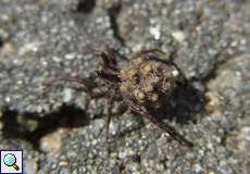 Dunkle Wolfspinne (Wolf Spider, Pardosa amentata), Weibchen mit Jungtieren auf dem Rücken