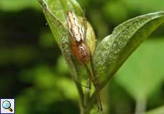 Gemeine Streckerspinne (Longjawed Orb-weaver, Tetragnatha extensa)