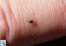 Gemeiner Holzbock (Sheep Tick, Ixodes ricinus), Jungtier