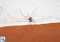 Große Zitterspinne (Daddy-long-legs Spider, Pholcus phalangioides)