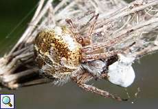 Weibliche Körbchenspinne (Gorse Orb-weaver, Agalenatea redii)