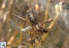 Weibliche Labyrinthspinne (Funnel Weaver, Agelena labyrinthica)