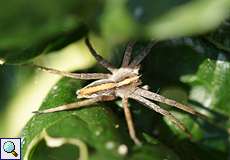 Weibliche Listspinne (Nursery Web Spider, Pisaura mirabilis)