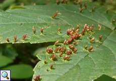Gallen der Hörnchengallmilbe (Aceria macrorhyncha) auf einem Berg-Ahornblatt (Acer pseudoplatanus)