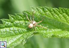 Philodromus sp.