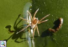 Gewässerrand-Wolfspinne (Wolf Spider, Pirata piraticus)