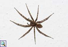 Rostrote Winkelspinne (Charcoal Spider, Tegenaria ferruginea)