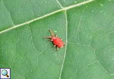 Rote Samtmilbe (Mite, Trombidium holosericeum)