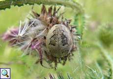 Weibliche Schilfradspinne (Orb-weaver Spider, Larinioides cornutus)