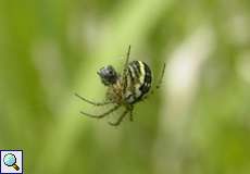 Weibliche Streifenkreuzspinne (Cricket Bat Orb-weaver, Mangora acalypha)