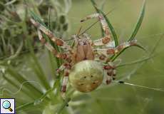 Weibliche Vierfleckkreuzspinne (Four-spot Orb-weaver, Araneus quadratus)