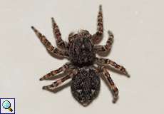 Vierpunktspringspinne (Sitticus pubescens)