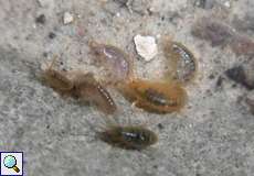 Bachflohkrebs (Freshwater Shrimp, Gammarus fossarum)
