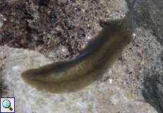 Dreieckskopf-Strudelwurm (Freshwater Flatworm, Dugesia gonocephala)